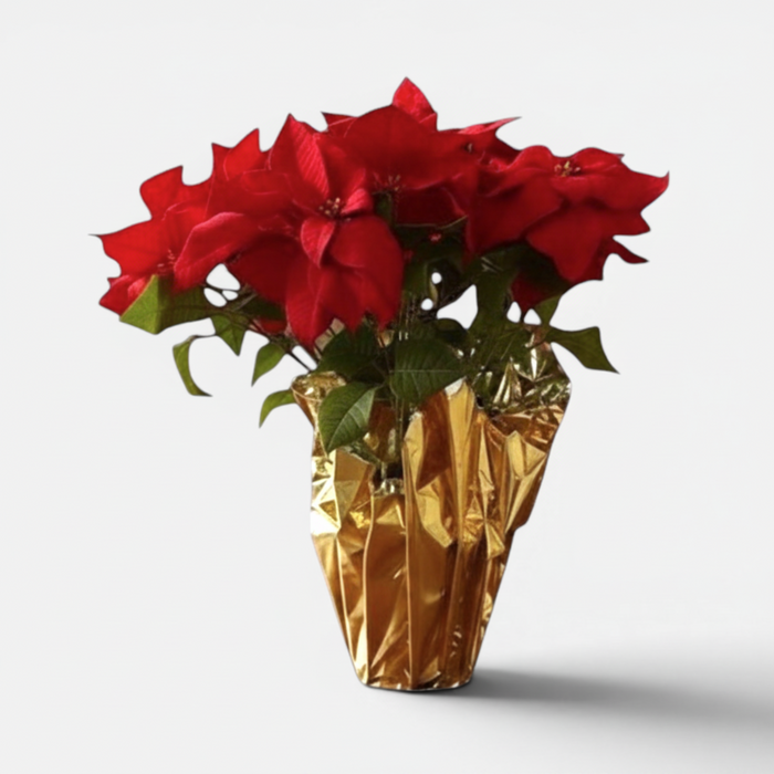 Artificial Poinsettia