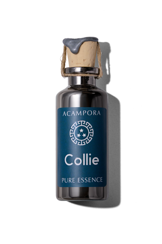 Collie - Pure Essence