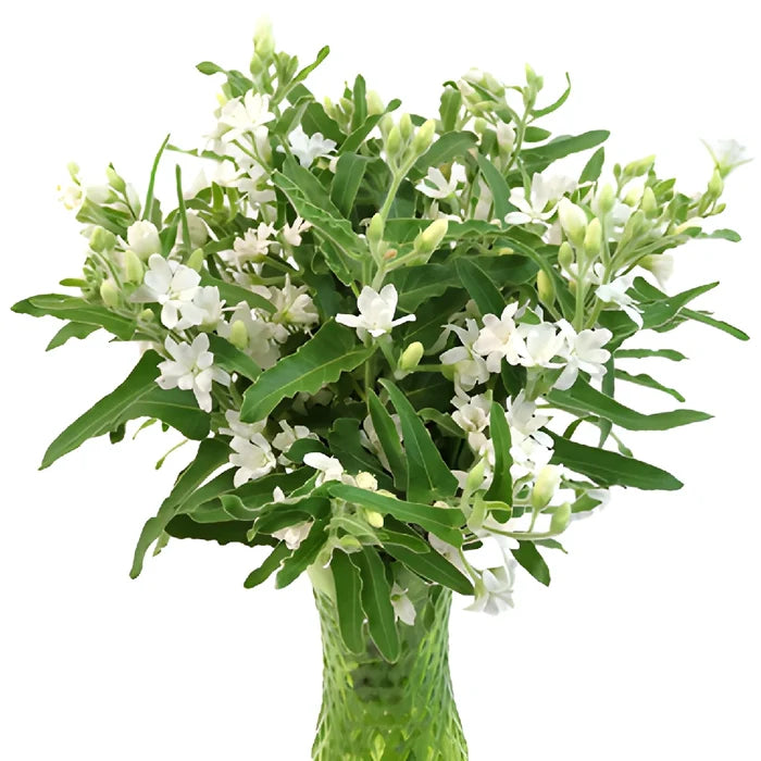 Tweedia Flower White